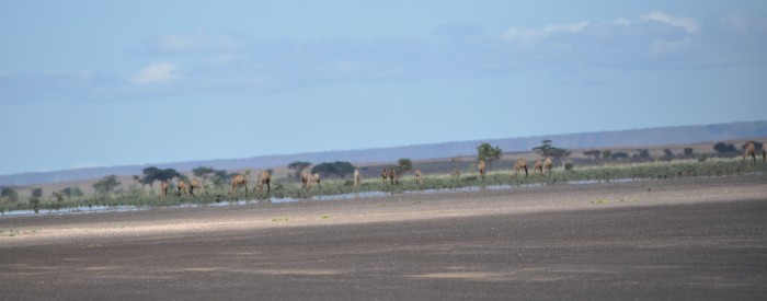Chalbi Desert Camals