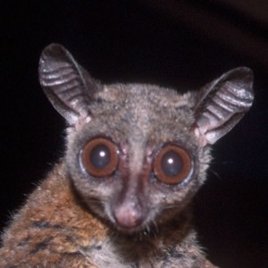 1c_bush_baby_at_grootfontain.jpg