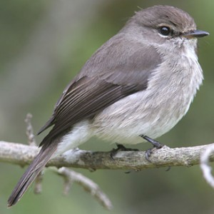 african_dusky_flycatcher.jpg