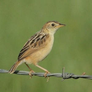 ayres_cisticola1.jpg