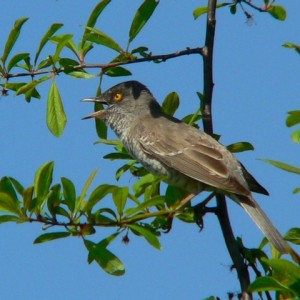 barred_warbler1.jpg