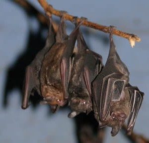bat5.jpg