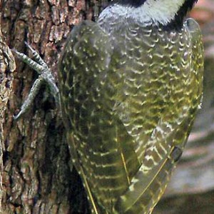 bearded_woodpecker1.jpg