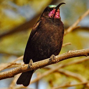 black_sunbird1.jpg