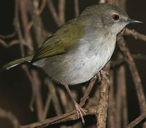 bleating_warbler1.jpg