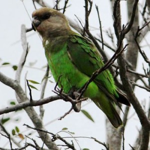 brown_headed_parrot.jpg