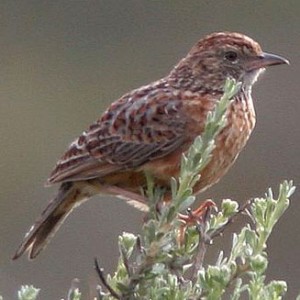 cape_clapper_lark1.jpg