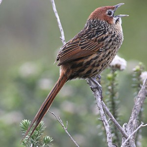 cape_grassbird.jpg