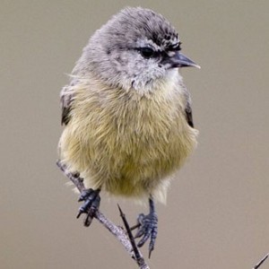 cape_penduline_tit.jpg