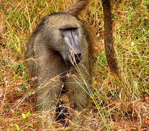 chacma_baboon_male6.jpg