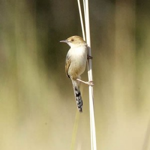 chirping_cisticola1.jpg