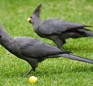 corythaixoides_concolor_-on_lawn_-south_africa-61.jpg
