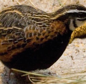 coturnix_delegorguei.jpg