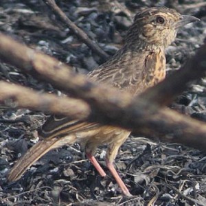 flappet_lark1.jpg