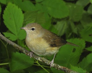 garden_warbler_bird1.jpg