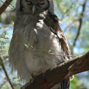 giant_eagle_owl1.jpg