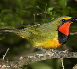 gorgeous_bush-shrike1.jpg
