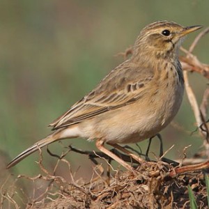 grassveld_pipit1.jpg