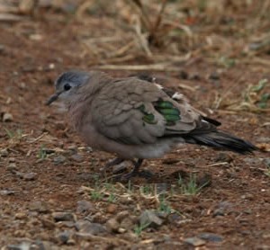 green-spotted-dove1.jpg