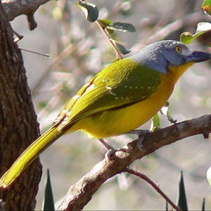 grey-headed_bushshrike1.jpg