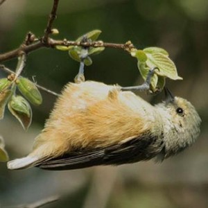 grey_penduline_tit.jpg