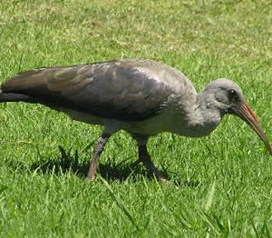 hadeda_ibis.jpg