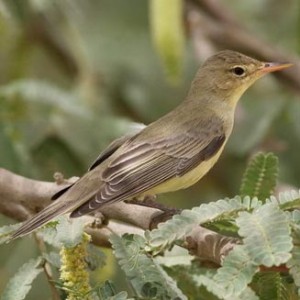 icterine_warbler1.jpg