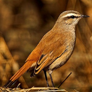 kalahari_scrub_robin1.jpg