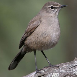 karoo_scrub_robin1.jpg