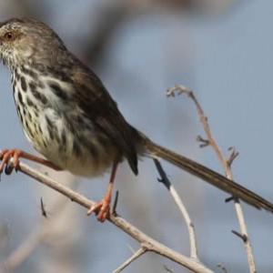 karoo_spotted_prinia.jpg