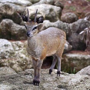 klipspringer.jpg