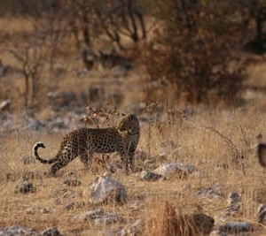 kudu-leopard.jpg