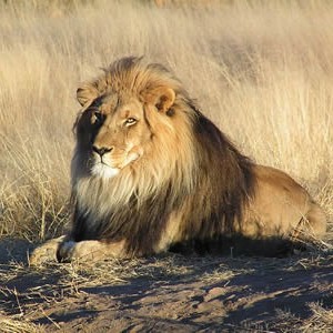 lion_waiting_in_namibia.jpg