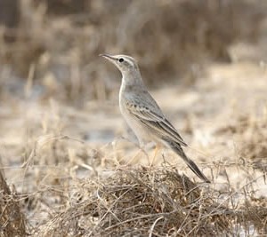 long-billed_pipit1.jpg