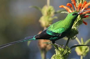 malachite_sunbird1.jpg