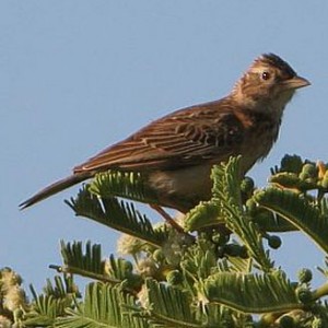 monotonous_lark1.jpg