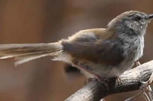 namaqua_warbler1.jpg