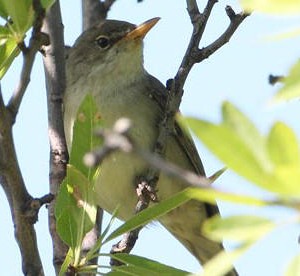 olive-tree_warbler1.jpg