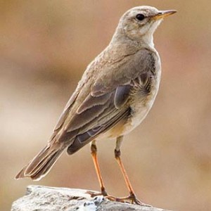 plain-backed_pipit1.jpg