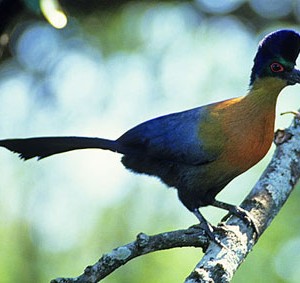 purple-crested-lourie1.jpg