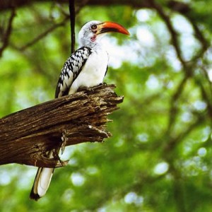 red-billed_hornbill1.jpg