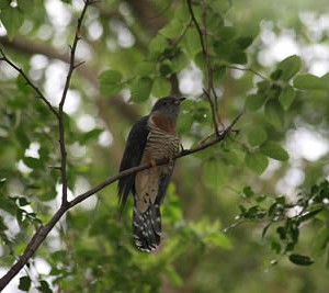 red-chested_cuckoo1.jpg