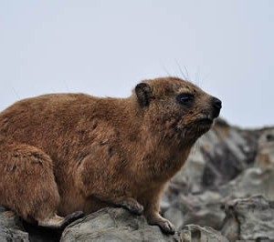 rock_hyrax_sa.jpg