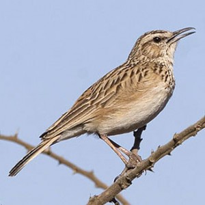 short-clawed_lark1.jpg