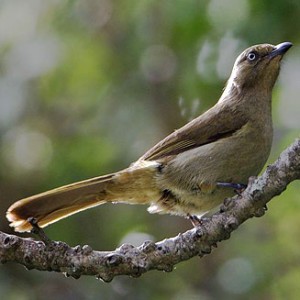 sombre_bulbul1.jpg