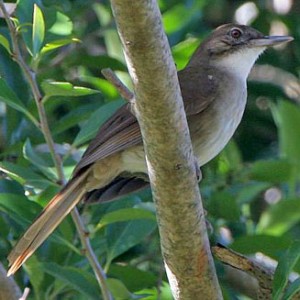 terrestrial_bulbul1.jpg