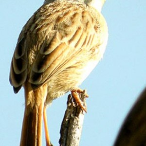 tinkling_cisticola1.jpg