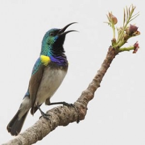 white-breasted_sunbird1.jpg