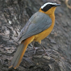 white-browed_robin1.jpg