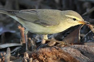 willow_warbler1.jpg